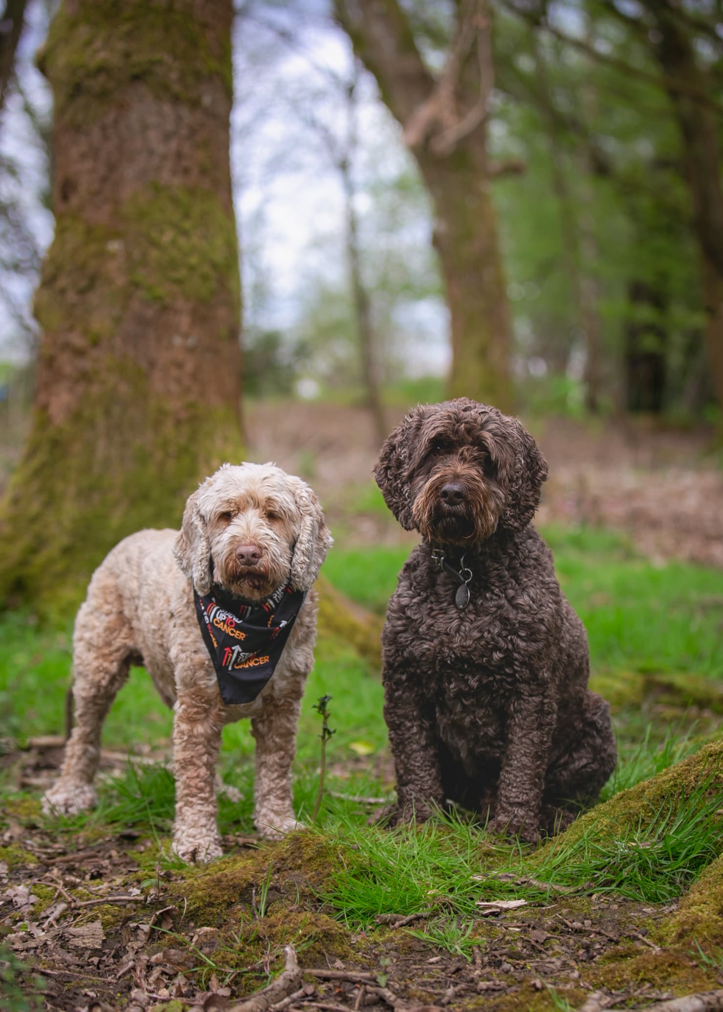 Two dogs in a forest wearing the SU2C dog bandana.